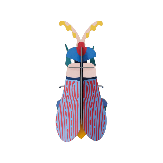 Striped Wing Beetle