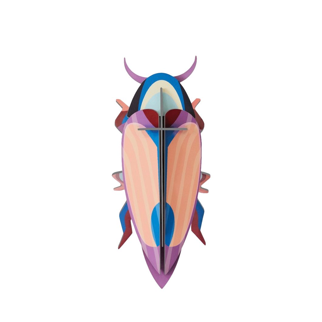 Violet Click Beetle